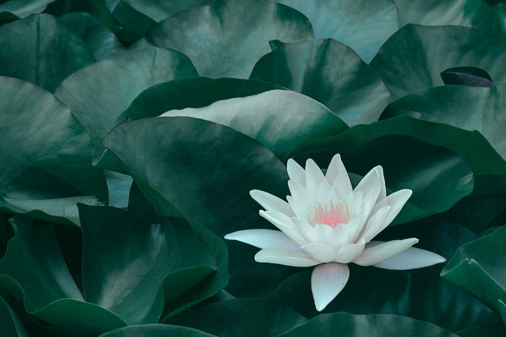 Come combattere lo stress Antonella Digilio Mindfulness